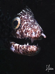 Diving off the Bahamas and inspecting all holes usually p... by Steven Anderson 